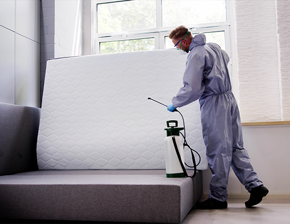 Bed bug Treatment